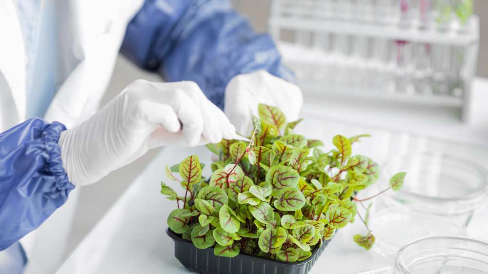 Experto en laboratorio en proceso de cultivo in vitro vegetal