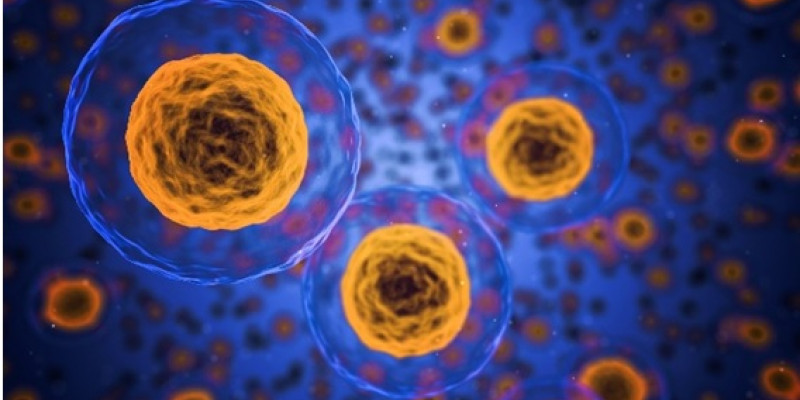 Esferoides como modelos celulares para el estudio del cáncer | Blog de  Bioingeniería | Universidad de Ingeniería UTEC