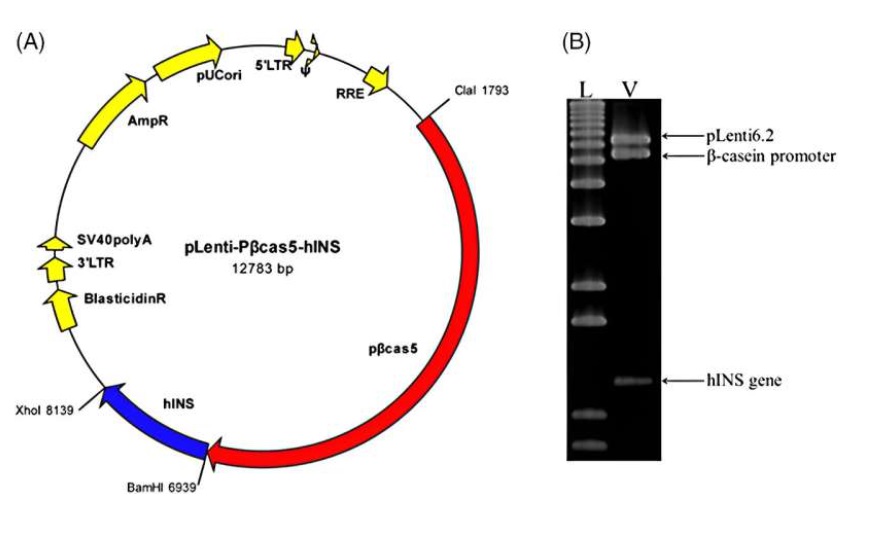 Imagen 1:  Esquema del vector lentiviral construido para la expresión específica de insulina humana en la glándula mamaria y análisis del mapa de restricción. (A) Esquema del vector lentiviral construido. (B) El mapa de restricción para el vector, L- ladder 1 kb plus (Life Technologies < Waltham, MA); V- vector construido digerido con las enzimas de restricción BamHI, ClaI y XhoI. El fragmento del gen hINS fue generado por la acción de las enzimas de restricción BamHI y XhoI, mientras que BamHI y ClaI generaron el fragmento del promotor de β-caseína, y las enzimas ClaI y XhoI generaron el fragmento del vector original pLenti6.2-GW/EmGFP (7,833 kb). El tamaño del promotor de β-caseína utilizado fue de 5,335 kb y el fragmento del gen de proinsulina humana fue de 1,193 kb. Crédito: Biotechnology Journal (2024).