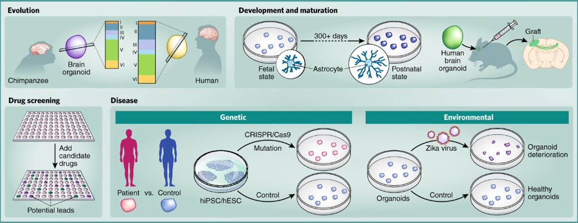 Organoides Cerebrales Una Promesa Por Cumplir Blog De Bioingeniería Universidad De 5073